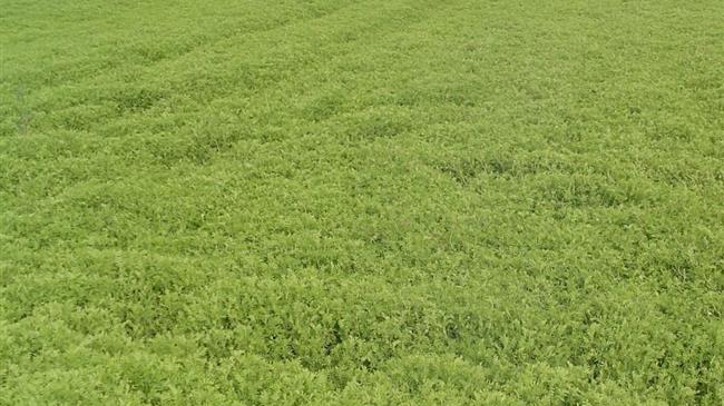 Αντιπεριφερειάρχης Γρεβενών: Ένταξη στις ΚΟΕ για τις καλλιέργειες φακής