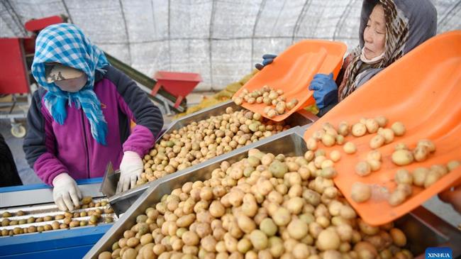 Κίνα: Η “γη της πατάτας” βελτιώνει την ποιότητα και αυξάνει τη σοδειά της, προωθώντας υβριδικά τις πατάτες-baby