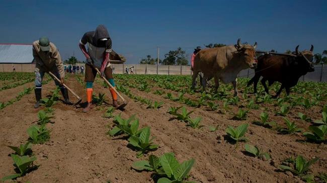 Οι κουβανοί καπνοκαλλιεργητές ανέκαμψαν μετά τον καταστροφικό τυφώνα Ian