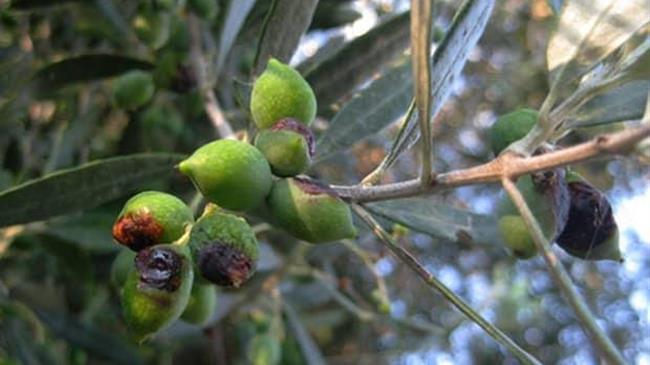 ΙΤΕ: Βιολογικές και βιοτεχνολογικές μέθοδοι καταπολέμησης του δάκου της ελιάς, για την προστασία της ελαιοπαραγωγής