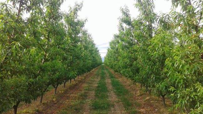 Πανελλαδική σύσκεψη παραγωγών με δενδροκαλλιέργειες την Τρίτη 28 Μαρτίου