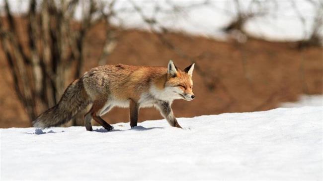 Γαλλία: Τρεις αλεπούδες πέθαναν από τη γρίπη των πτηνών