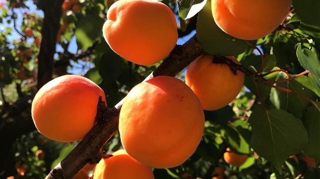 Γεωργαντάς για τον αποκλεισμό των βερικοπαραγωγών της Χαλκιδικής από την στήριξη de minimis