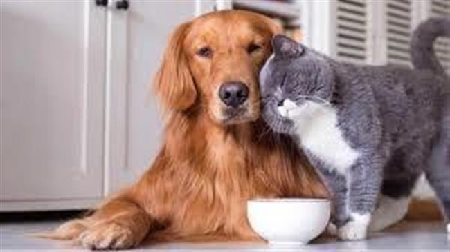 Νέα παράταση για την δήλωση των δεσποζόμενων ζώων