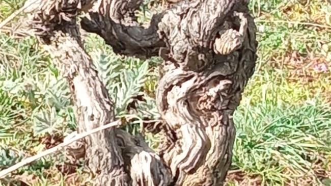 ΚΕΟΣΟΕ - Μέτρο 23: Αποζημιώσεις στους Αμπελουργούς