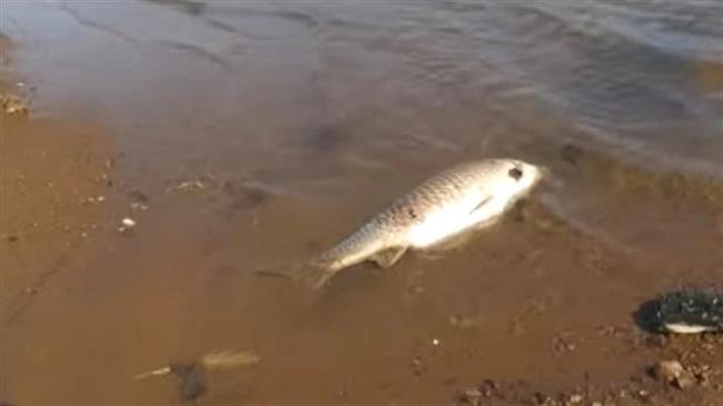 Νεκρά ψάρια εμφανίστηκαν στη λίμνη Κερκίνη