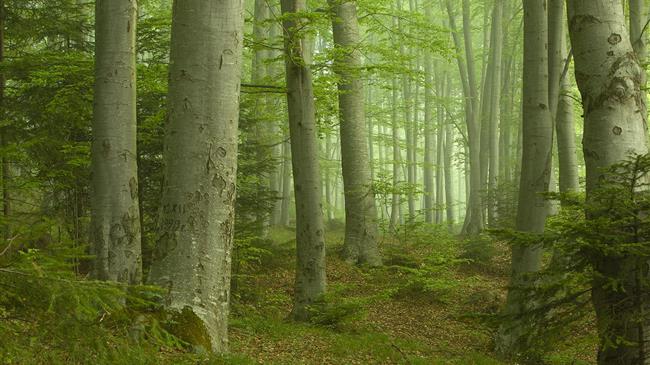 Σκυλακάκης: Άμεσες παρεμβάσεις, σημαντικοί πόροι, καινοτομίες και μεταρρυθμίσεις για την ενεργή διαχείριση των δασών