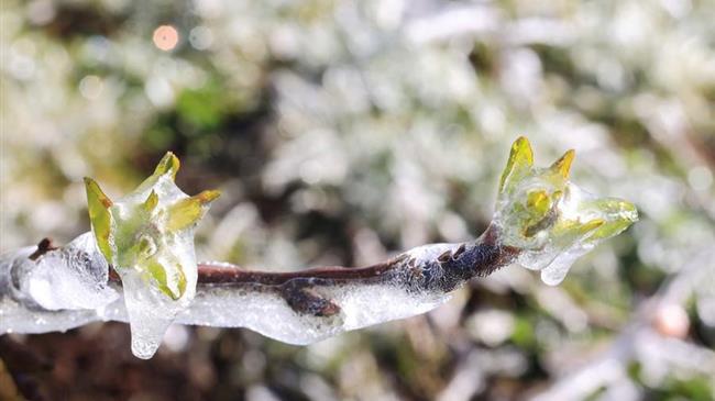 Ζημιές από τον παγετό σε δενδροκαλλιέργειες σε Μακεδονία και Λάρισα