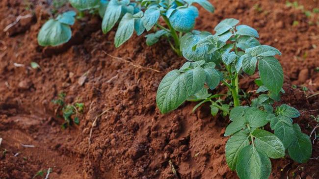 Βελτιστοποίηση της χρήσης νερού καλλιέργειας πατάτας με άρδευση με μεταβλητό ρυθμό