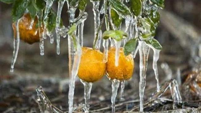 ΕΛΓΑ: Πλήρωσε το υπόλοιπο 30% των αποζημιώσεων για τον «Παγετό Άνοιξη 2021»