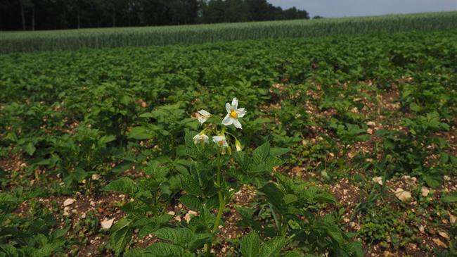 Η “γη της πατάτας” στην Κίνα βελτιώνει την ποιότητα και αυξάνει τη σοδειά της