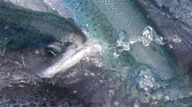 Ρεκόρ θανάτων ψαριών ζητούν να σταματήσει η επέκταση της εκτροφής σολομού της Σκωτίας