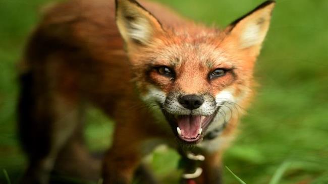 Ημαθία: Ενημέρωση του κοινού σχετικά με τη λύσσα