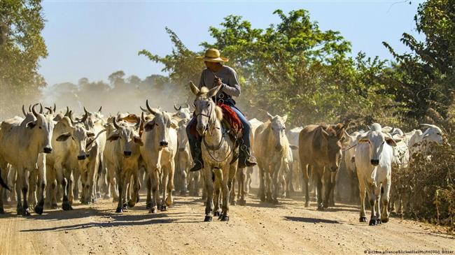 DW: Μπριζόλες ή προστασία του περιβάλλοντος;