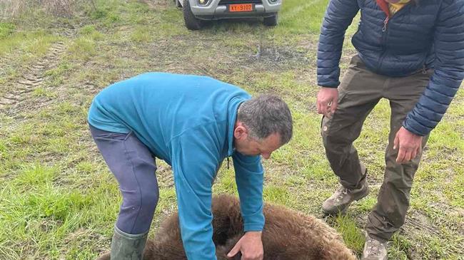Με επιτυχία απεγκλωβίστηκε αρκούδα στην περιοχή των Πρεσπών