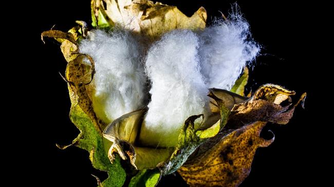 «Βράζουν» οι βαμβακοπαραγωγοί μετά τις χθεσινές πληρωμές – Το 40% δεν πληρώθηκε τις ενισχύσεις