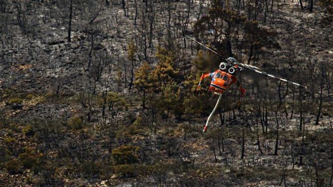 Πράσινο Κίνημα: "Όχι" στην εγκατάσταση ανεμογεννητριών στο Εθνικό Πάρκο της Δαδιάς