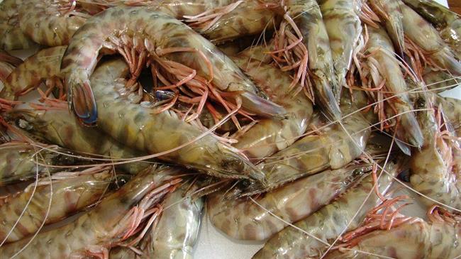 Προς πιστοποίηση για τα μοναδικά τους χαρακτηριστικά η Γαρίδα και η Σαρδέλα Αμβρακικού