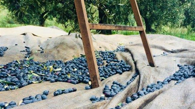 Έρχεται η υποχρεωτική δήλωση συγκομιδής ελαιοκάρπου με μεταβατική περίοδο