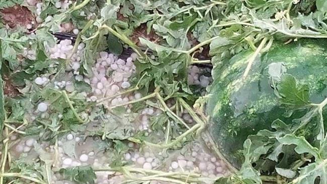 Ολοκληρωτική καταστροφή σε καλλιέργειες από χαλαζοπτώσεις στην Ηλεία