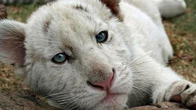 ΟΖΩΣΩΕΛ: Ζώα, παράνομο κέρδος και κρατική απουσία