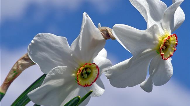 Θεσσαλονίκη: Πρωτομαγιάτικη γιορτή σ' ένα λιβάδι με νάρκισσους στις Πρέσπες