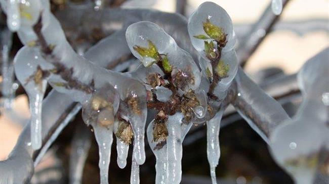 Εντός Οκτωβρίου οι αποζημιώσεις για τον εαρινό παγετό στο Αμύνταιο