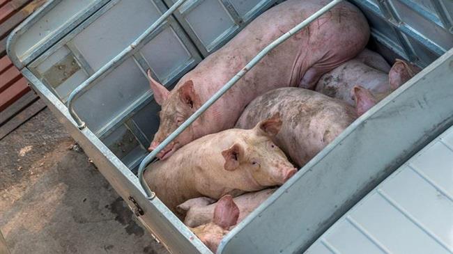 Le Monde: Το Ευρωπαϊκό Ελεγκτικό Συνέδριο επιθυμεί η καλή μεταχείριση των ζώων να αντικατοπτρίζεται στις τιμές του κρέατος