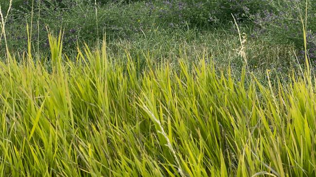 SolACE: Το Ευρωπαϊκό έργο για νέους γονότυπους καλλιεργειών προκειμένου να αντιμετωπισθούν οι επιπτώσεις της κλιματικής αλλαγής