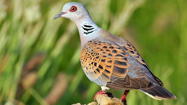 Μέτρα κατά της λαθροθηρίας τρυγονιών στα Ιόνια Νησιά