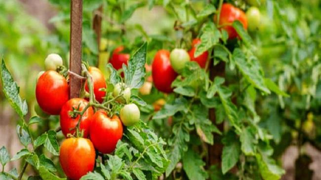 Γεωργικές προειδοποιήσεις για τις τομάτες θερμοκηπίου
