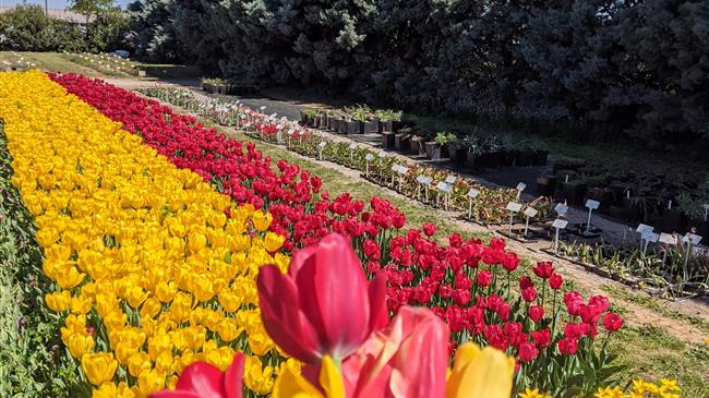 Τουλιπομανία: Η βιομηχανία πολλών εκατομμυρίων πίσω από το νέο πιο δημοφιλές λουλούδι στον κόσμο