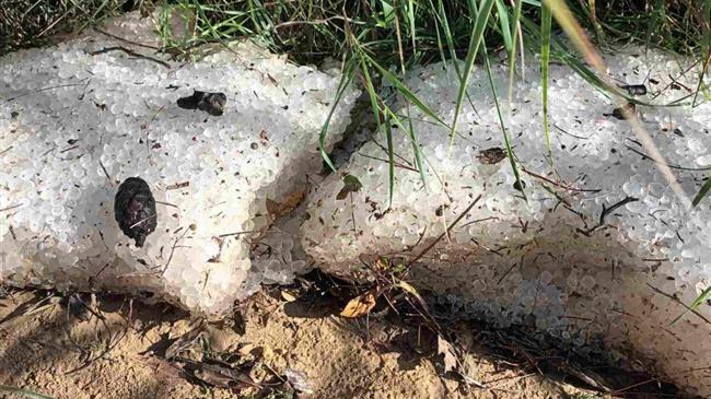 Μεγάλη καταστροφή από το χαλάζι σε πολλές καλλιέργειες στην Ηλεία