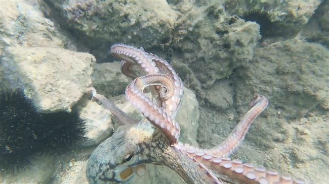 Αντιδράσεις στην καλλιέργεια χταποδιών