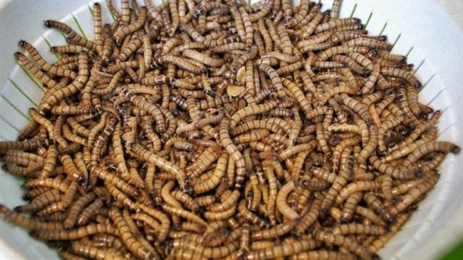 Οι Έλληνες τρώνε γρύλλους και αλευροσκώληκες χωρίς να το γνωρίζουν