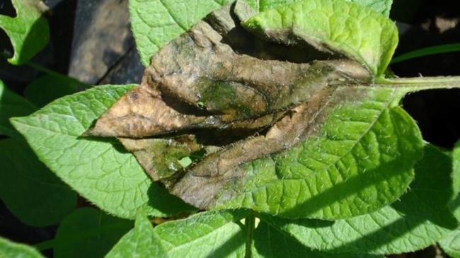 Ασθένειες στην πατάτα