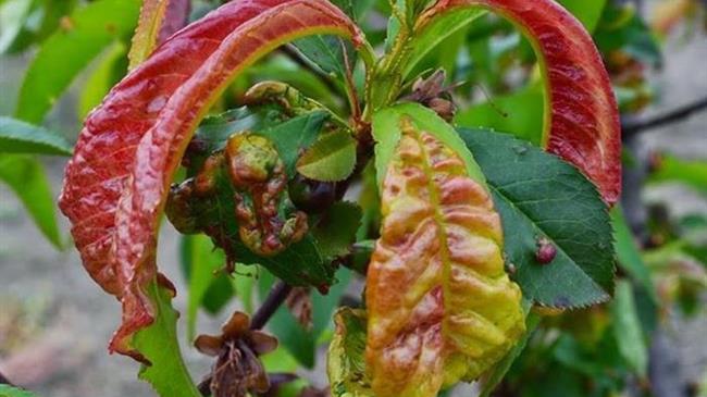 Εχθροί και ασθένειες στα πυρηνόκαρπα