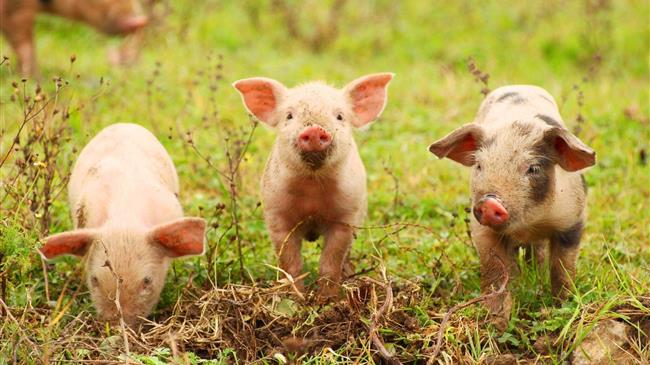 Ευρωπαϊκή οδηγία δίνει πάνω από 20.000 ευρώ σε Γερμανούς αγρότες λόγω της αφρικανικής πανώλης των χοίρων