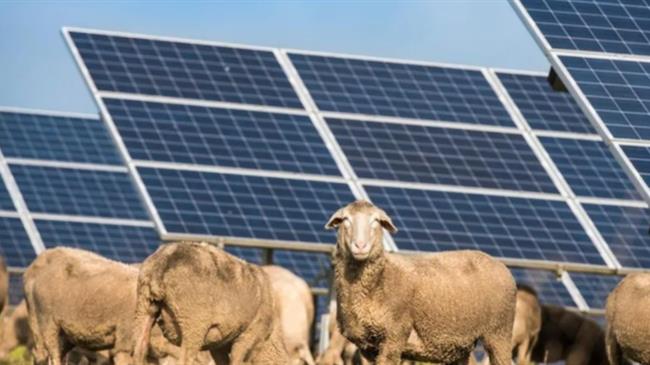 Πρόβατα «καθαρίζουν» φωτοβολταϊκό πάρκο στο Κοσσυφοπέδιο