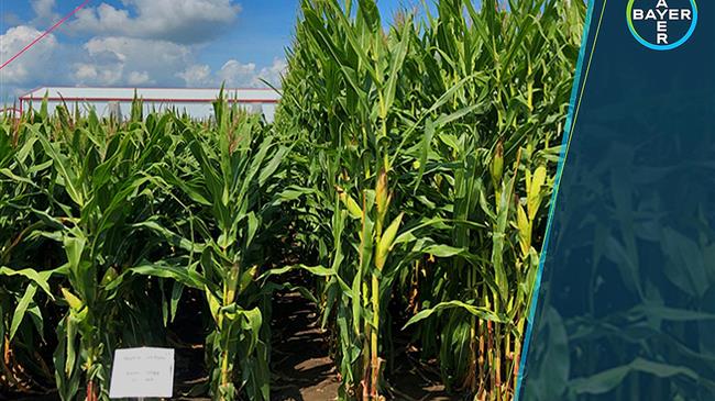 Bayer: Την επόμενη σεζόν η κυκλοφορία του καλαμποκιού μικρού αναστήματος