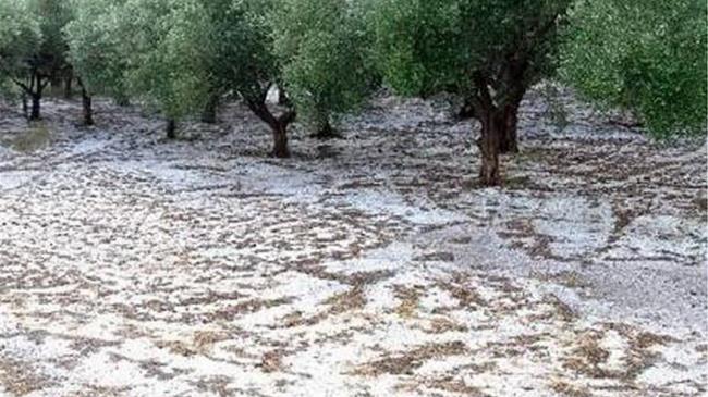 Αποζημίωση για τις ζημιές ζητούν οι ελαιοπαραγωγοί του Πτελεού