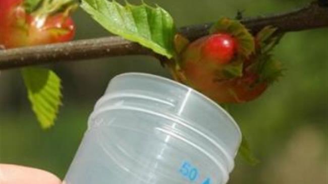 Η συμβολή της Anthesis στην αντιμετώπιση της Σφήκας της Καστανιάς με τη χρήση του παρασιτοειδούς εντόμου Torymus sinensis