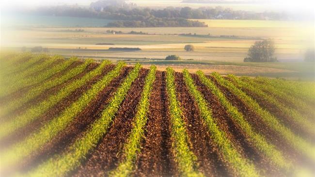 Λάρισα-Δομοκός: Προβλήματα σε σιτάρι και καλαμπόκι από τις συνεχείς  βροχοπτώσεις