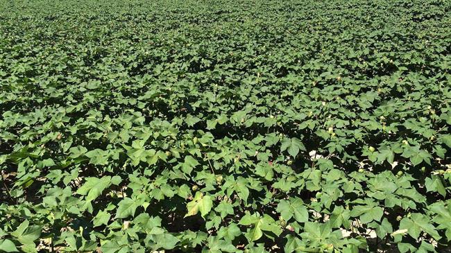 Επανασπορά βαμβακιού: Πότε και υπό ποιές προϋποθέσεις;