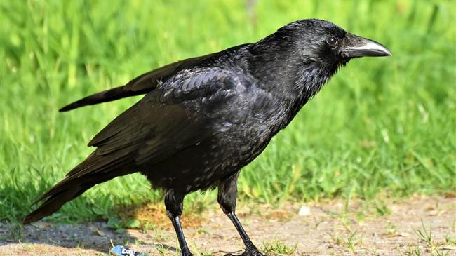 Βουδαπέστη:  Ανεξέλεγκτα κοράκια επιτίθενται σε ανθρώπους