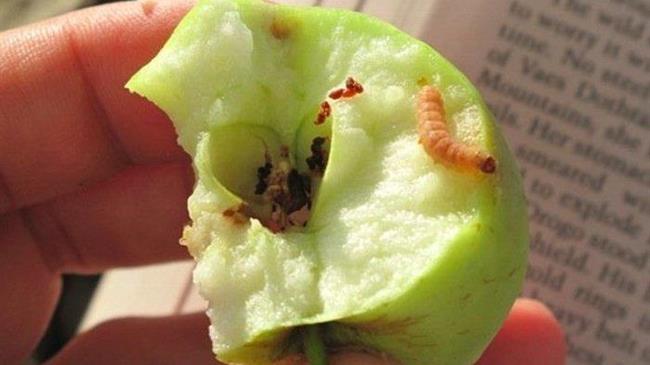 Καρπόκαψα μηλιάς