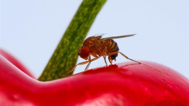 Μύγα της Ασίας