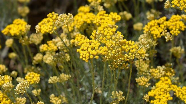 Ποια είναι τα 5 φυτά που δεν ήξερες ότι περιέχουν κανναβινοειδή