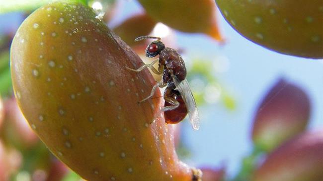 Ευρύτομο φιστικιάς