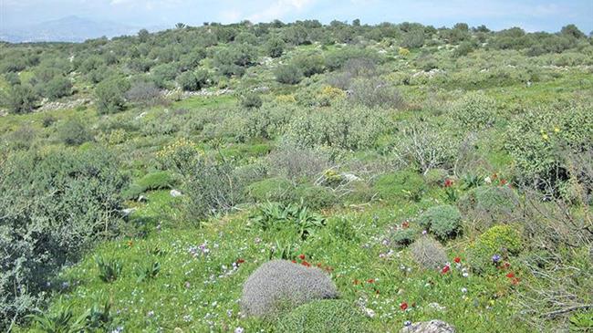 Απόφαση ΣτΕ: Μη δασικές οι φρυγανώδεις εκτάσεις (Ε΄ 725/2023)